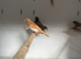 Various Stunning Mixed Finches Available