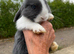Mini lop female