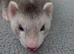 Beautiful 11-Week-Old Ferret Kits (One Silver, One Brown)