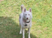 We have a lovely blue eyes girl husky
