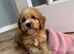 Cockerpoo puppy&rsquo;s