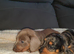 Dachshund puppys