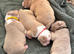 Pocket bullys