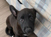 Dutch herder puppy