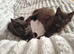Cute kittens 2 boys