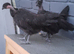 Necked neck bantam chickens