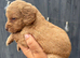 9 beautiful cockapoo puppies