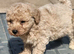Poochon puppies