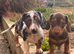 2 daxie sisters