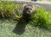 Half European polecat
