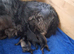 Miniature schnauzer puppies for sale.