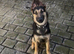 German Shepard cross Belgian malli