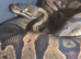 Hgi fire breeds x 3 all proven females 80 each with vivs