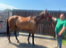 16.1 bag gelding 7 years old