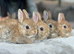 Bunnies pure bred Netherland Dwarf