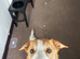 Welsh collie cross looking for a loving home