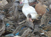 Ornamental Ducks
