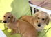 Two adult female Miniature Dachsund cream longhaired