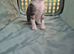 Beautiful female kitten looking for new forever home