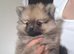 Wonderful female dogs are looking for a new home