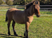 licenced highland bay stallion