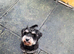 Miniature schnauzer girl for sale