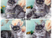 TICA registration Maine coon kittens Ready Now