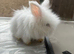 Angora bunnies