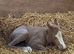 Palomino Roan Quarter Horse Filly