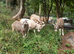 Toggenburg Goat Doelings - Father Pedigree.