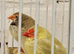 Star finch