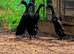 Quartet Black Indian Runner Ducks