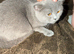 Healthy 2 years old British Shorthair needing new home
