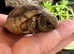 Marginated tortoise 2025 hatchlings for sale