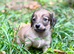 KC reg, English cream Miniature Dachshund puppies