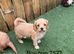 Stunning litter of Cavachon pups