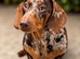 Miniature dachshund female