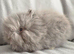 Blue Vm double mane lion head buck 4 months