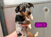 Jack Russell