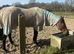 A very smart hunter type / trecking horse