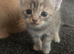 2 beautiful kittens left looking for their forever home