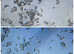 DC Fertility Services Cytology Testing