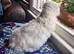Male lambkin