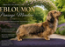 Debloumon pansage meadow to be proven