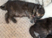 KITTENS LOOKING FOR THEIR FOREVER HOMES