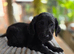 4 Gorgeous Labradoodle Girls