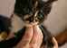 I have one kitten left ️