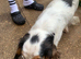 King Charles spaniel