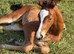 Stunning colt foal