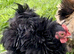 Pekin bantam pairs